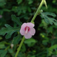 Urena lobata subsp. sinuata (L.) Borss.Waalk.